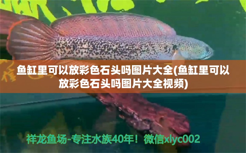 魚缸里可以放彩色石頭嗎圖片大全(魚缸里可以放彩色石頭嗎圖片大全視頻)