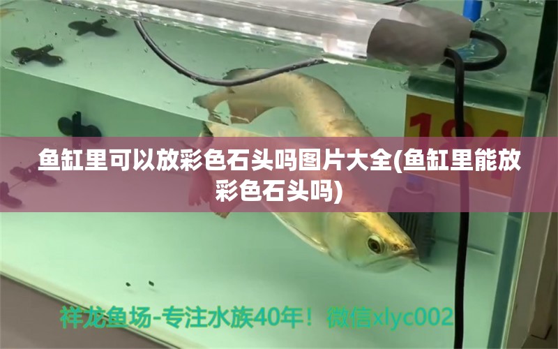 魚缸里可以放彩色石頭嗎圖片大全(魚缸里能放彩色石頭嗎)