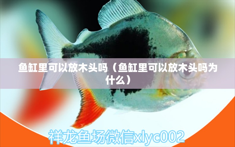 魚缸里可以放木頭嗎（魚缸里可以放木頭嗎為什么）