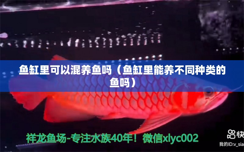 魚缸里可以混養(yǎng)魚嗎（魚缸里能養(yǎng)不同種類的魚嗎） 養(yǎng)魚知識 第1張