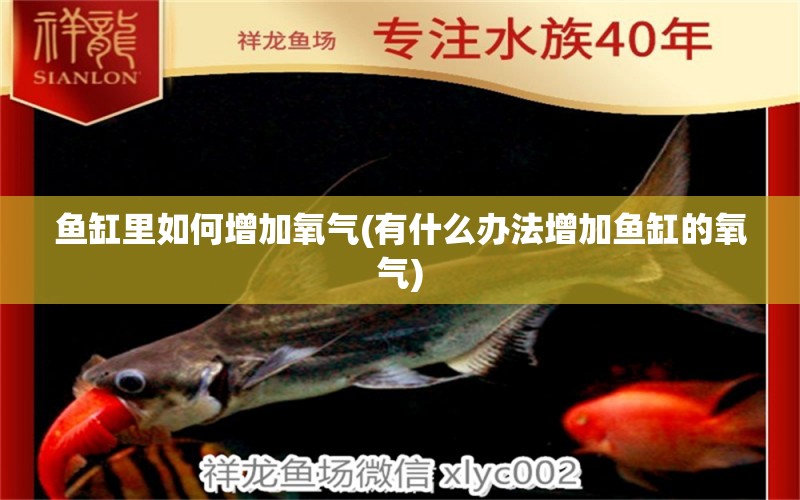 魚缸里如何增加氧氣(有什么辦法增加魚缸的氧氣) 月光鴨嘴魚苗