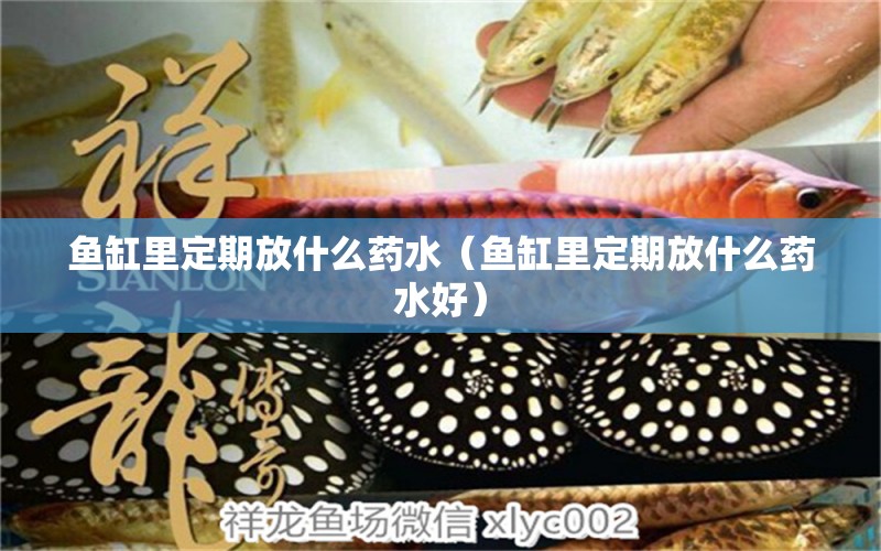 魚(yú)缸里定期放什么藥水（魚(yú)缸里定期放什么藥水好） 祥龍水族醫(yī)院