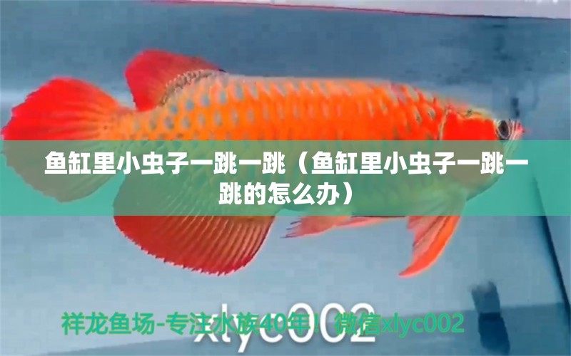 魚缸里小蟲子一跳一跳（魚缸里小蟲子一跳一跳的怎么辦）