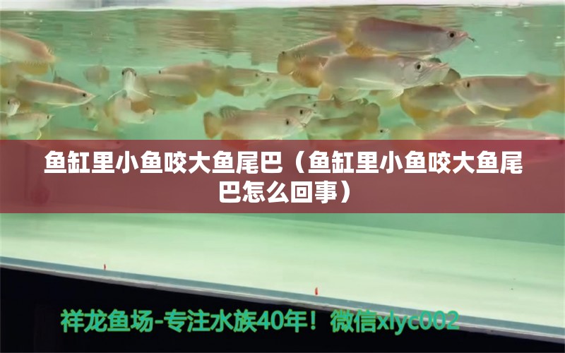 魚(yú)缸里小魚(yú)咬大魚(yú)尾巴（魚(yú)缸里小魚(yú)咬大魚(yú)尾巴怎么回事）