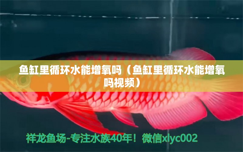 魚缸里循環(huán)水能增氧嗎（魚缸里循環(huán)水能增氧嗎視頻）