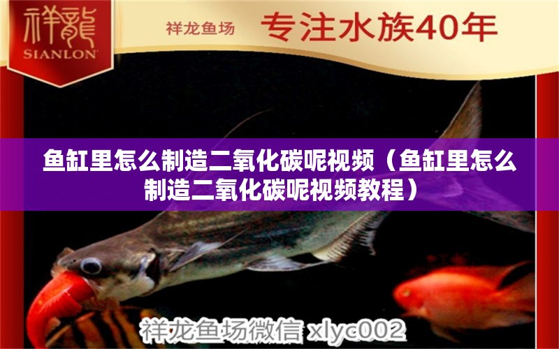 魚(yú)缸里怎么制造二氧化碳呢視頻（魚(yú)缸里怎么制造二氧化碳呢視頻教程） 二氧化碳設(shè)備