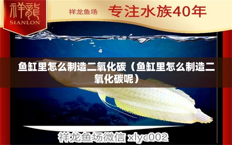 魚缸里怎么制造二氧化碳（魚缸里怎么制造二氧化碳呢） 二氧化碳設(shè)備