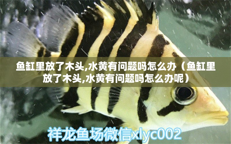 魚缸里放了木頭,水黃有問題嗎怎么辦（魚缸里放了木頭,水黃有問題嗎怎么辦呢）