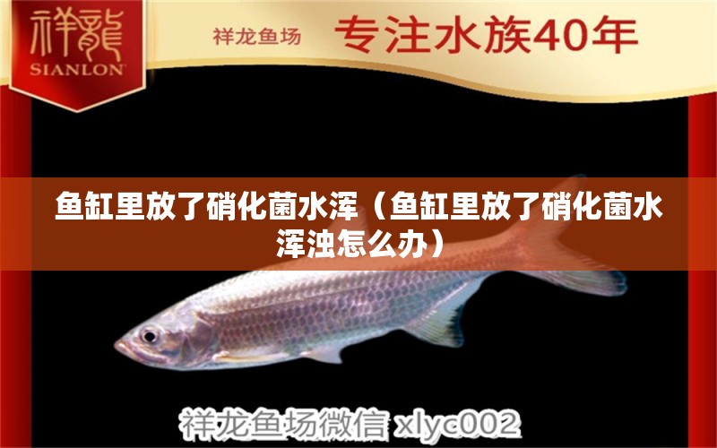 魚缸里放了硝化菌水渾（魚缸里放了硝化菌水渾濁怎么辦）