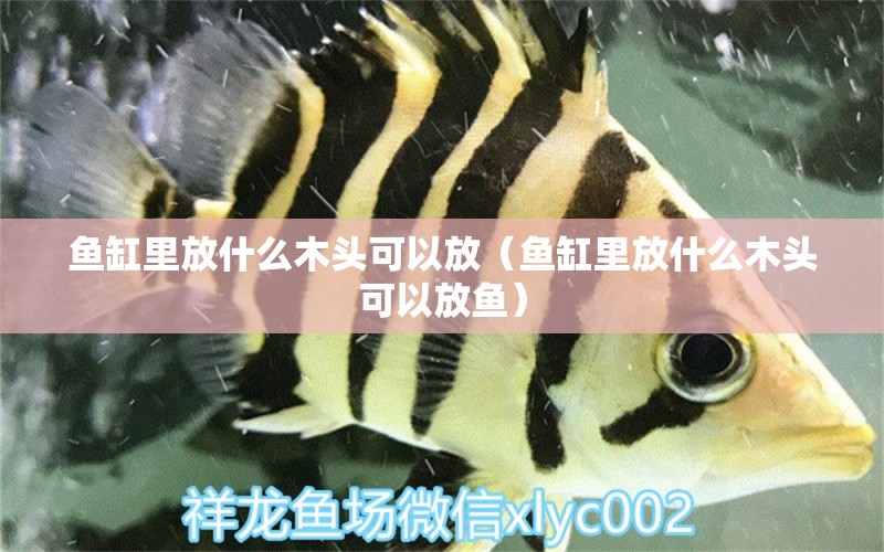 魚缸里放什么木頭可以放（魚缸里放什么木頭可以放魚） 其他品牌魚缸