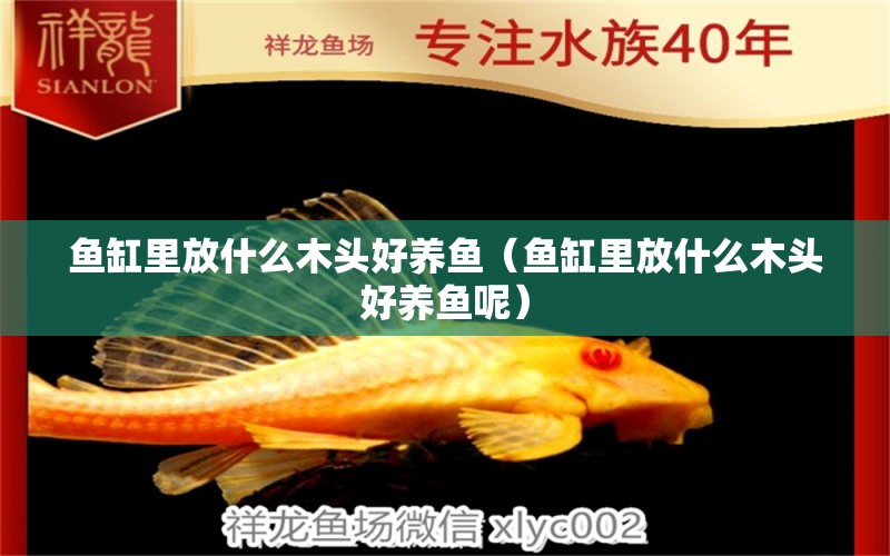 魚缸里放什么木頭好養(yǎng)魚（魚缸里放什么木頭好養(yǎng)魚呢） 其他品牌魚缸