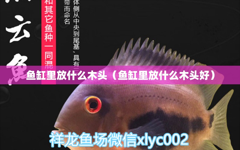 魚缸里放什么木頭（魚缸里放什么木頭好） 其他品牌魚缸