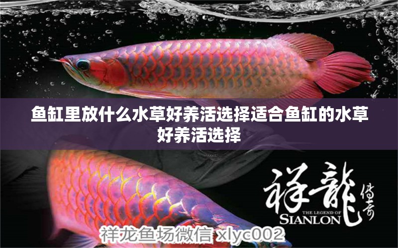 魚缸里放什么水草好養(yǎng)活選擇適合魚缸的水草好養(yǎng)活選擇 水草