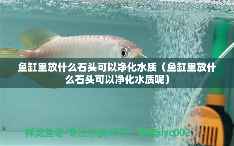 魚缸里放什么石頭可以凈化水質（魚缸里放什么石頭可以凈化水質呢）