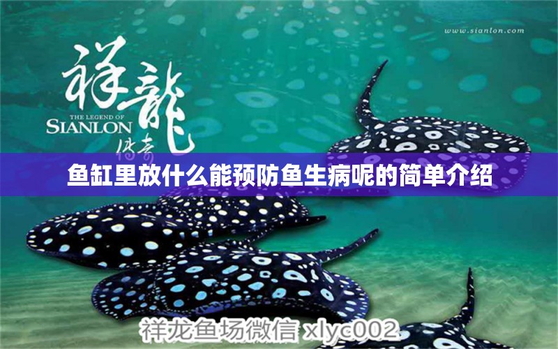 魚缸里放什么能預(yù)防魚生病呢的簡單介紹 噴點菠蘿魚 第2張