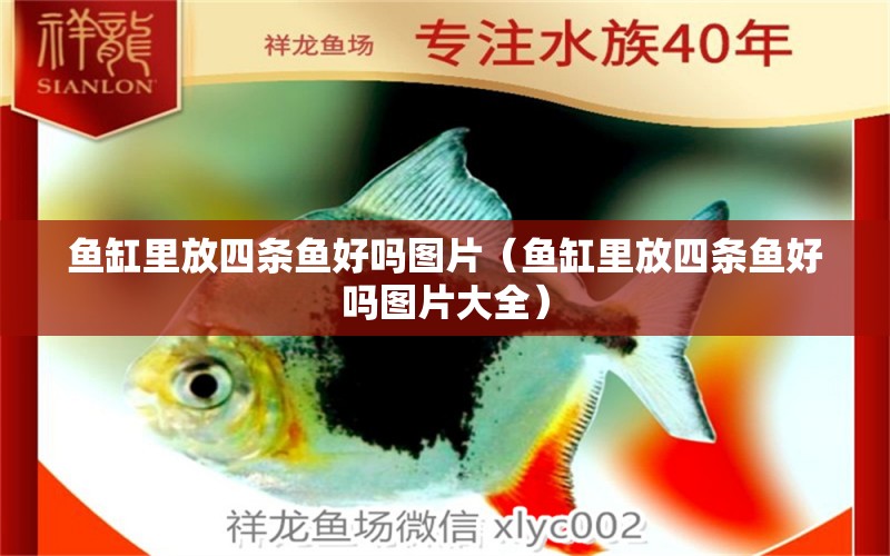 魚缸里放四條魚好嗎圖片（魚缸里放四條魚好嗎圖片大全） 觀賞魚市場（混養(yǎng)魚）