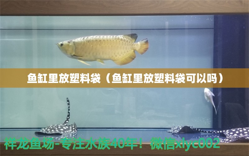 魚缸里放塑料袋（魚缸里放塑料袋可以嗎） 量子養(yǎng)魚技術(shù)