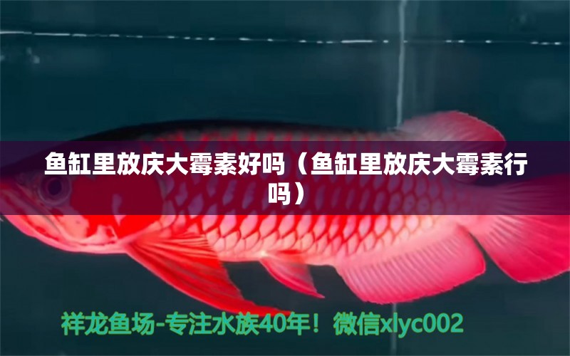 魚缸里放慶大霉素好嗎（魚缸里放慶大霉素行嗎）