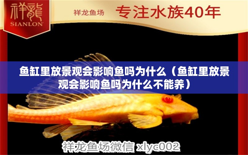 魚缸里放景觀會影響魚嗎為什么（魚缸里放景觀會影響魚嗎為什么不能養(yǎng)）