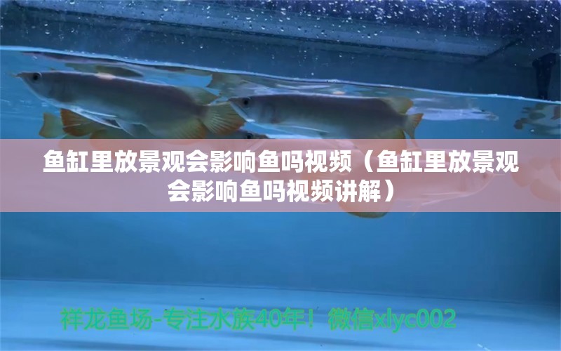 魚缸里放景觀會影響魚嗎視頻（魚缸里放景觀會影響魚嗎視頻講解）