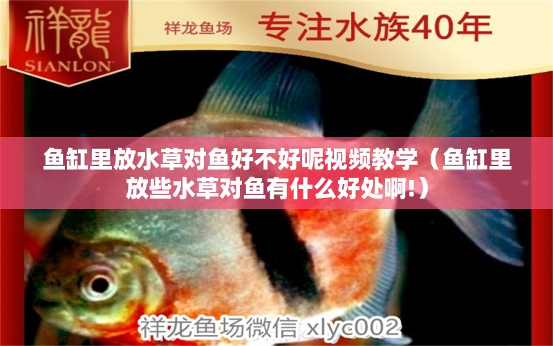 魚缸里放水草對(duì)魚好不好呢視頻教學(xué)（魚缸里放些水草對(duì)魚有什么好處啊!）