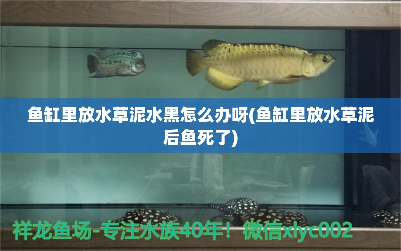 魚缸里放水草泥水黑怎么辦呀(魚缸里放水草泥后魚死了)