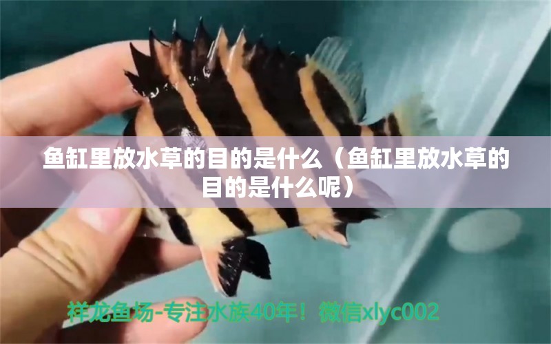 魚缸里放水草的目的是什么（魚缸里放水草的目的是什么呢）