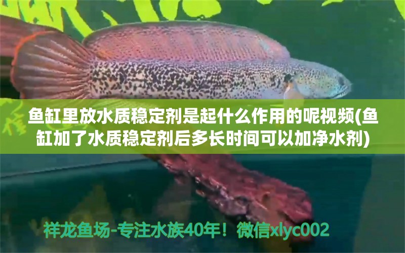 魚缸里放水質穩(wěn)定劑是起什么作用的呢視頻(魚缸加了水質穩(wěn)定劑后多長時間可以加凈水劑) 超血紅龍魚 第1張