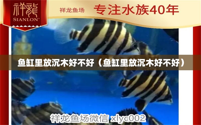 魚缸里放沉木好不好（魚缸里放沉木好不好）