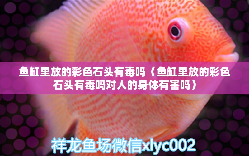 魚缸里放的彩色石頭有毒嗎（魚缸里放的彩色石頭有毒嗎對(duì)人的身體有害嗎） 祥龍水族醫(yī)院