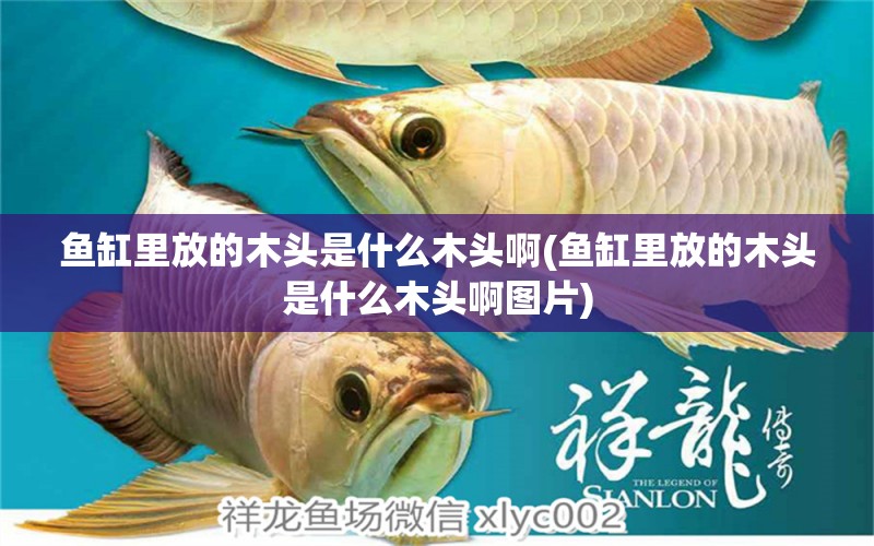 魚缸里放的木頭是什么木頭啊(魚缸里放的木頭是什么木頭啊圖片) 定時器/自控系統(tǒng) 第1張