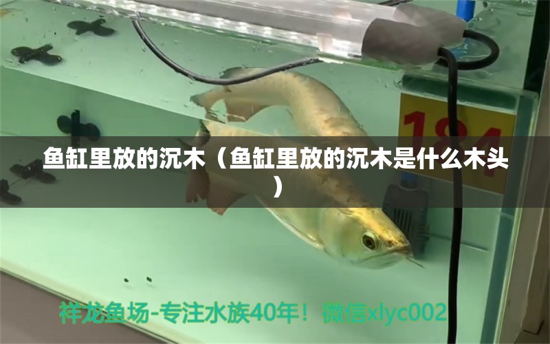 魚缸里放的沉木（魚缸里放的沉木是什么木頭） 其他品牌魚缸