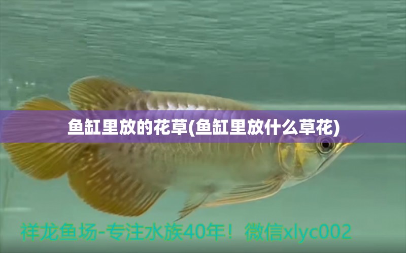 魚缸里放的花草(魚缸里放什么草花) 野生埃及神仙魚