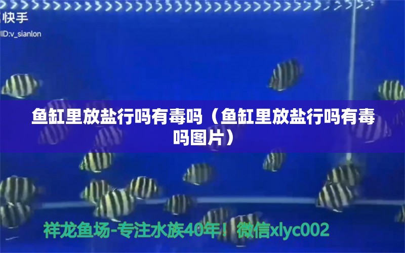 魚缸里放鹽行嗎有毒嗎（魚缸里放鹽行嗎有毒嗎圖片） 祥龍水族醫(yī)院