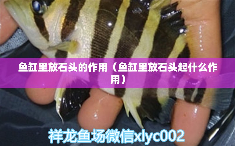 魚缸里放石頭的作用（魚缸里放石頭起什么作用） 伊巴卡魚