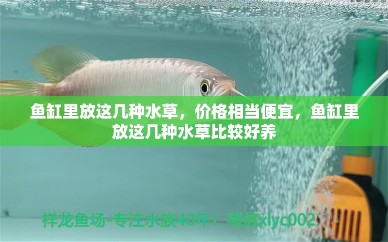 魚缸里放這幾種水草，價(jià)格相當(dāng)便宜，魚缸里放這幾種水草比較好養(yǎng)