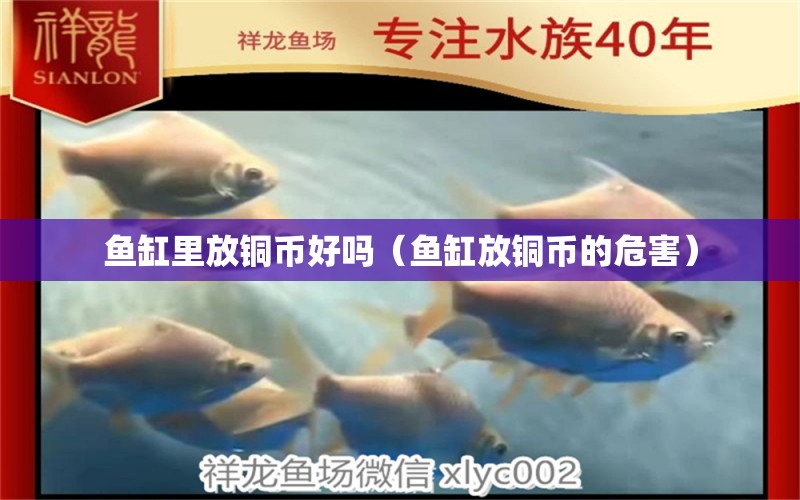 魚(yú)缸里放銅幣好嗎（魚(yú)缸放銅幣的危害）