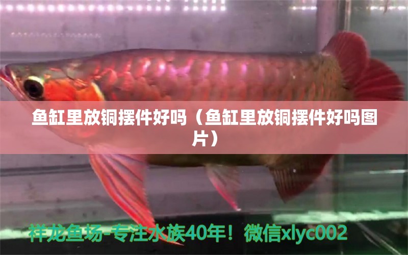 魚(yú)缸里放銅擺件好嗎（魚(yú)缸里放銅擺件好嗎圖片）