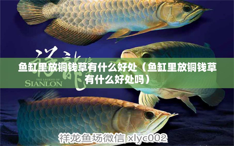 魚缸里放銅錢草有什么好處（魚缸里放銅錢草有什么好處嗎）