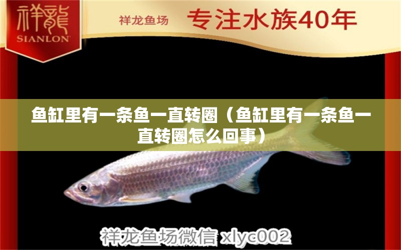 魚缸里有一條魚一直轉(zhuǎn)圈（魚缸里有一條魚一直轉(zhuǎn)圈怎么回事） 其他品牌魚缸