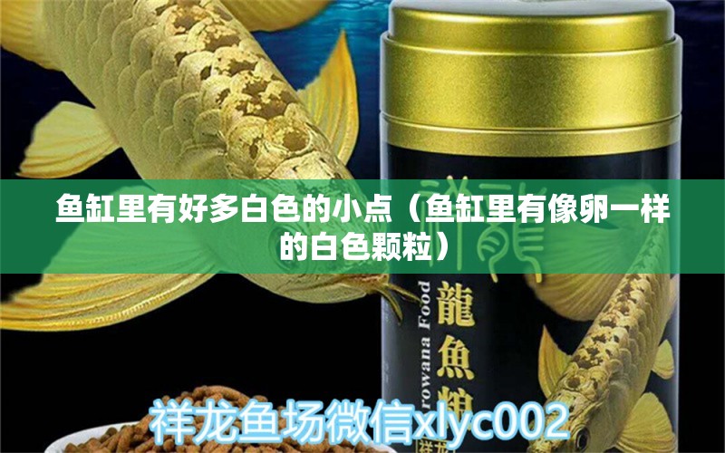 魚缸里有好多白色的小點（魚缸里有像卵一樣的白色顆粒） 其他品牌魚缸