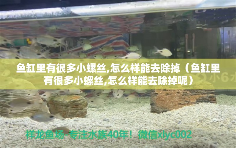 魚缸里有很多小螺絲,怎么樣能去除掉（魚缸里有很多小螺絲,怎么樣能去除掉呢） 大正錦鯉魚