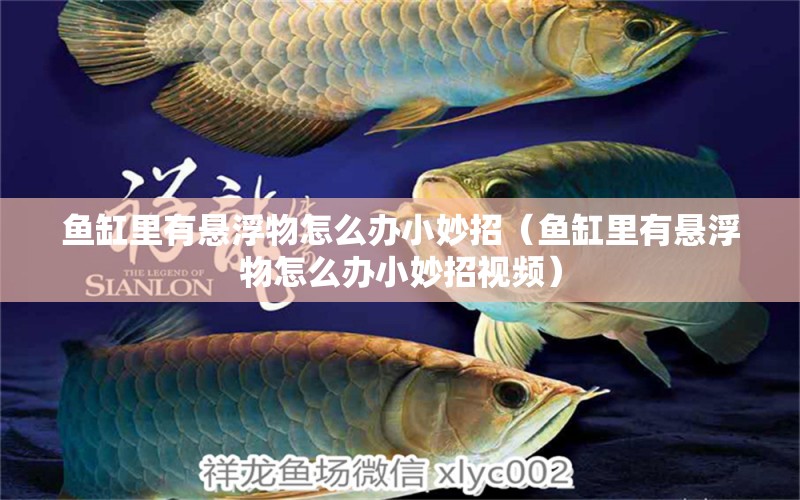 魚缸里有懸浮物怎么辦小妙招（魚缸里有懸浮物怎么辦小妙招視頻）