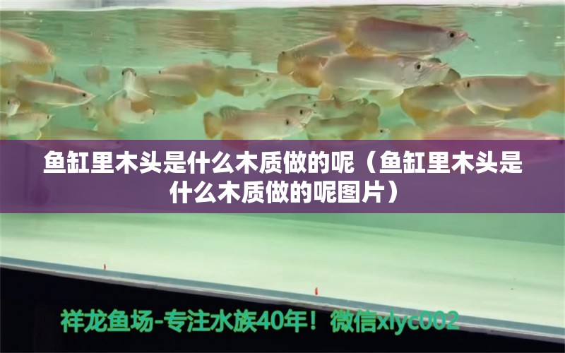 魚(yú)缸里木頭是什么木質(zhì)做的呢（魚(yú)缸里木頭是什么木質(zhì)做的呢圖片）