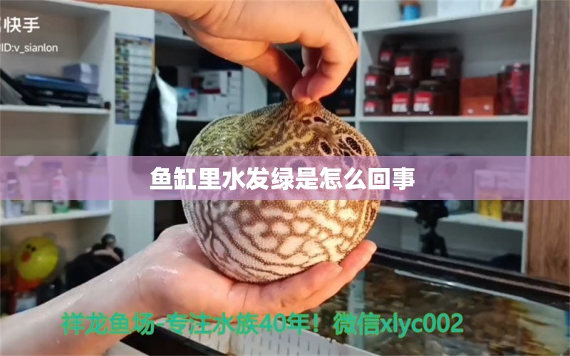 魚缸里水發(fā)綠是怎么回事 