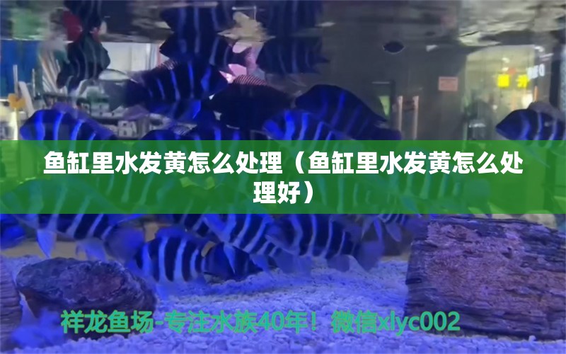 魚缸里水發(fā)黃怎么處理（魚缸里水發(fā)黃怎么處理好） 黑水素