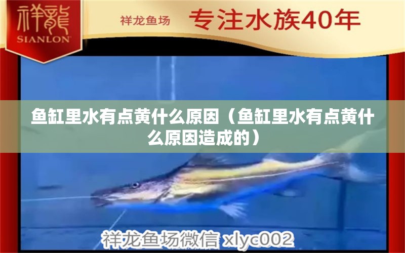 魚缸里水有點黃什么原因（魚缸里水有點黃什么原因造成的）