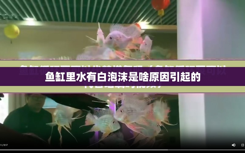 魚缸里水有白泡沫是啥原因引起的 水族問答 第2張