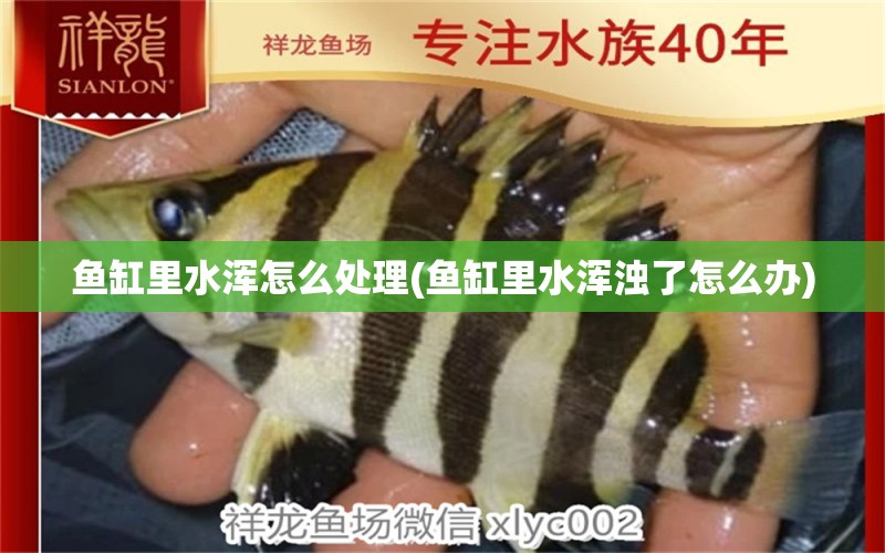 魚缸里水渾怎么處理(魚缸里水渾濁了怎么辦)