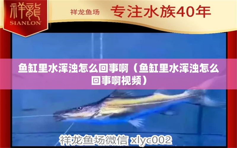 魚缸里水渾濁怎么回事啊（魚缸里水渾濁怎么回事啊視頻）